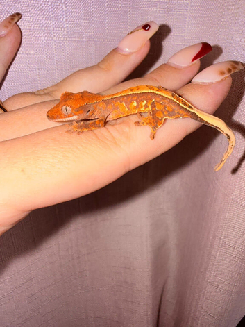Crested geckos for sale!