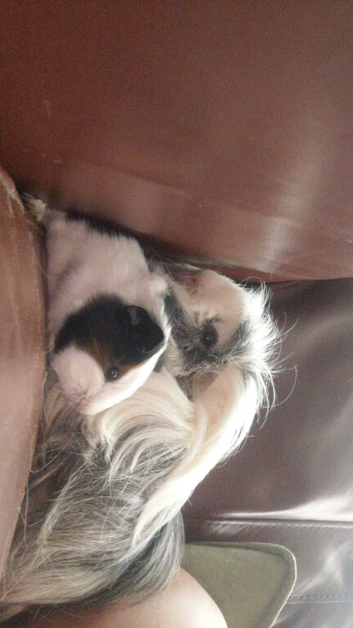 Guinea pig