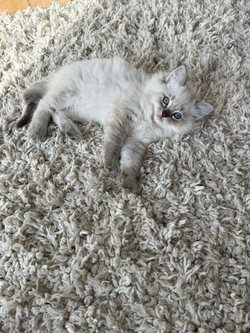 Purebred ragdolls