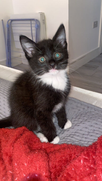 Milo