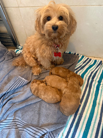 Four stunning maltipoo pups teacup size