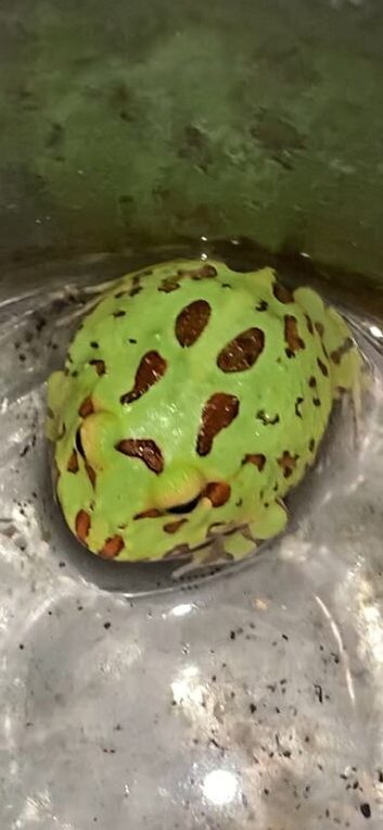 Pac-Man (Horned) Frog babies cb26