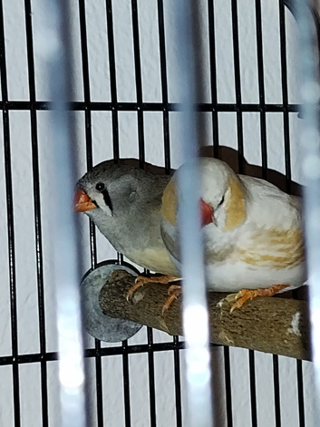 Breeding pair Zeb's