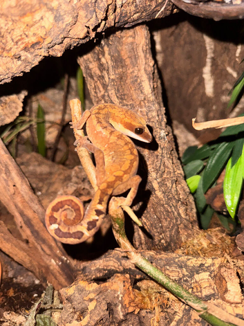 Cat gecko