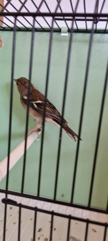 Chaffinch hen