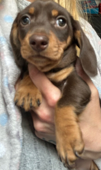 Mini Dachshund READY NOW REDUCED