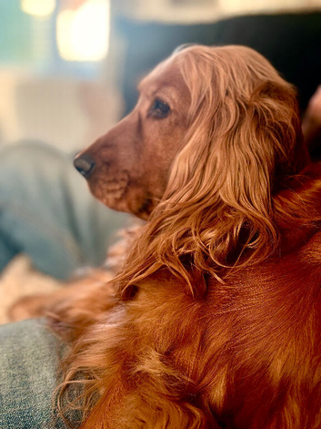 F1b cockapoo puppies