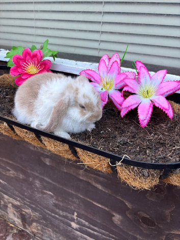 Beautiful mini lop babes