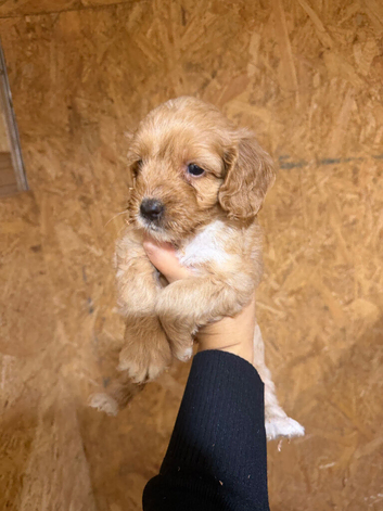 F1 cockapoo pups