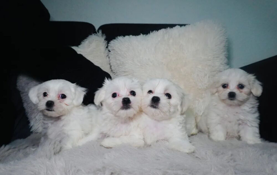 Fluffy Maltese Puppies &ndash; 2 Boys & 2 Girls.