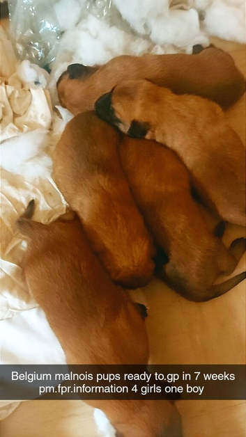Belgium malinois puppies