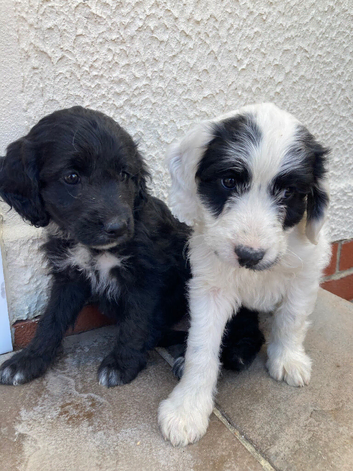 Beautiful cockapoo puppies