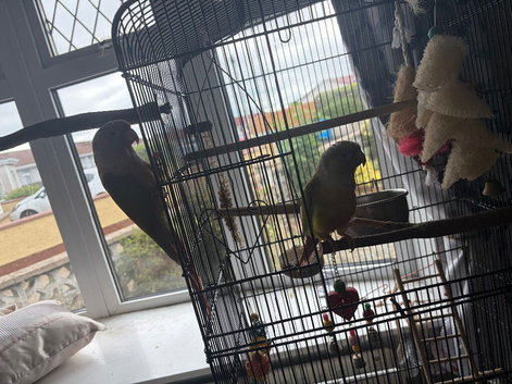 Pair Conures