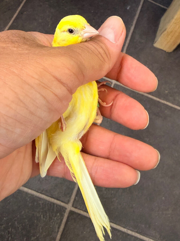 x3 hen canarye available