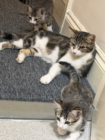 Domestic shorthair + Maine coone kittens