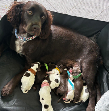 Stunning litter of cocker spaniel puppies