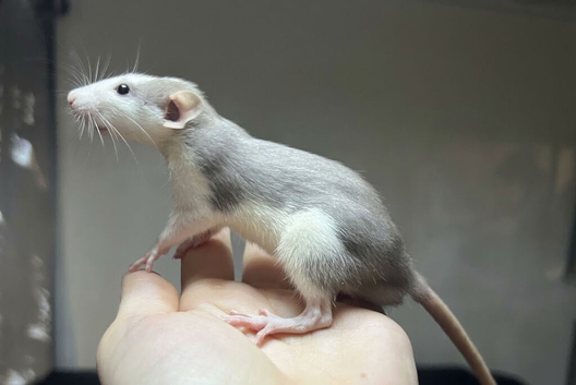Ready now- Super sweet Boy Dumbo rats