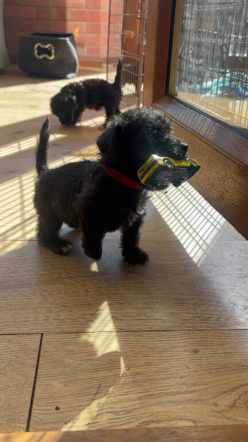 Jackapoo puppies