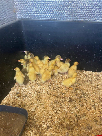 Pekin Ducklings for sale