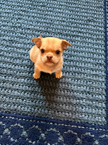 Chihuahua