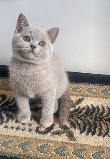 British short hair kittens cream lilac blue