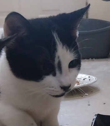 Black and white kitten