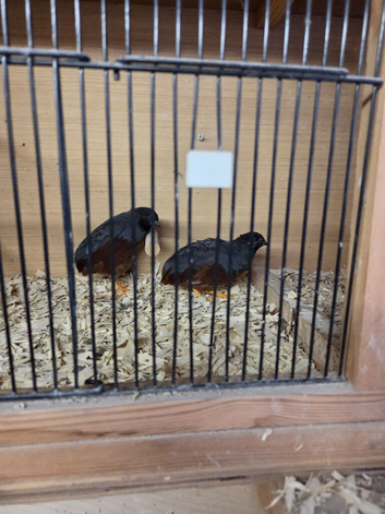 Quail button for sale