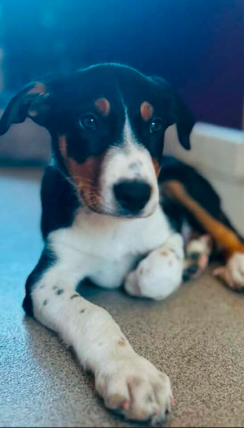 border collie