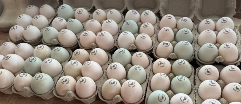 Hatching duck eggs mixed