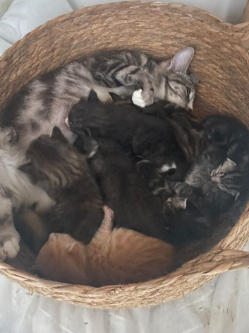 8 mixed breed kittens available on the 15th july!
