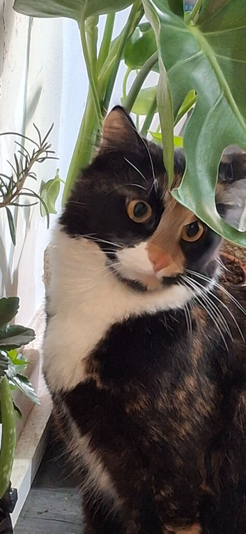 Adorable kittens for sale