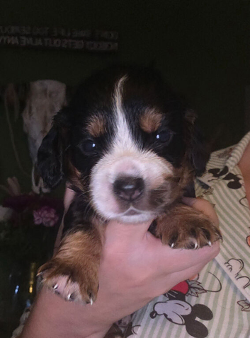 KC Working cocker spaniel