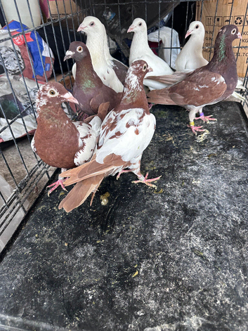 Pigeons for sale