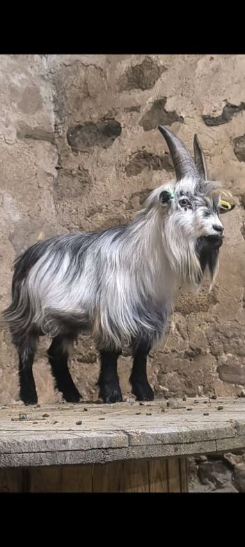 Billy goat for HIRE