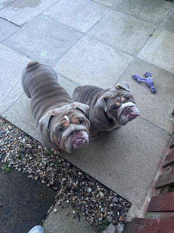 &pound;1900 for both beautiful english bull dogs