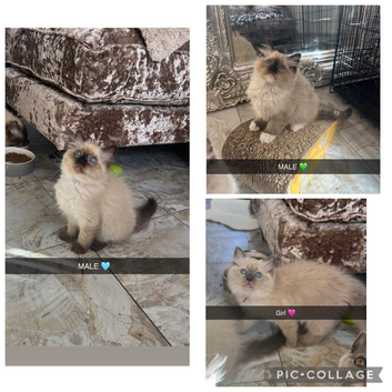 Gccf ragdolls, amazing