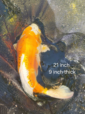 Japanese koi fish