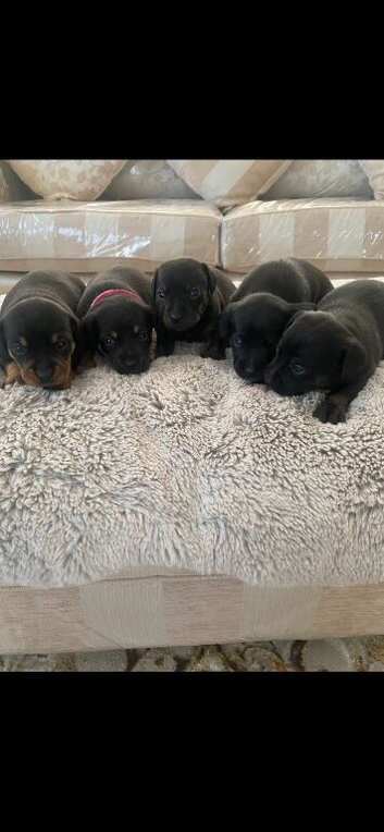 Dachshund x terrier