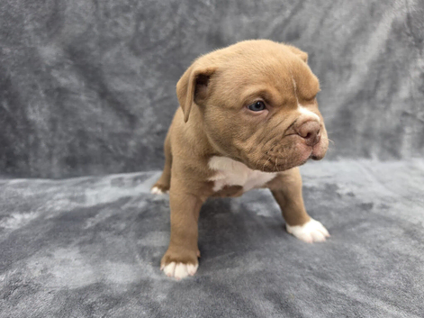 7 pocketbully puppies