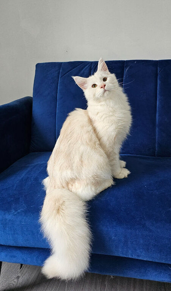 Maine Coon Champion bloodline