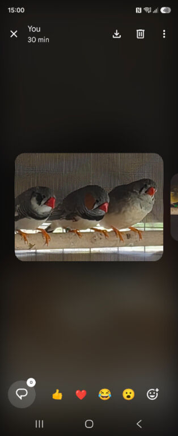 Finches x8