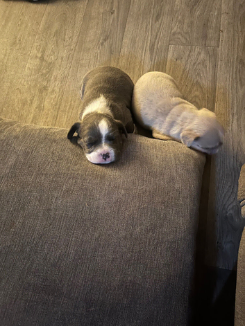 French bulldog/chihuaua
