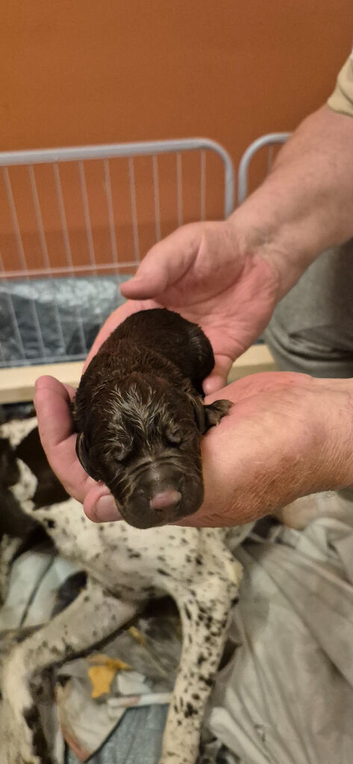 Gsp/Visla puppies KC registered