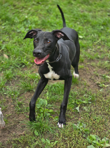 8 month old whippet lurcher dog