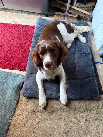 Springer spaniel looking for a forever home