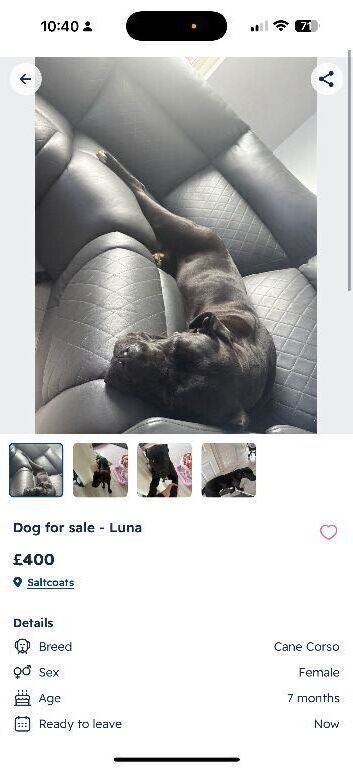 Cane corso x dogue de Bordeaux