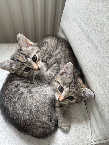 2 little white/grey&rsquo;s