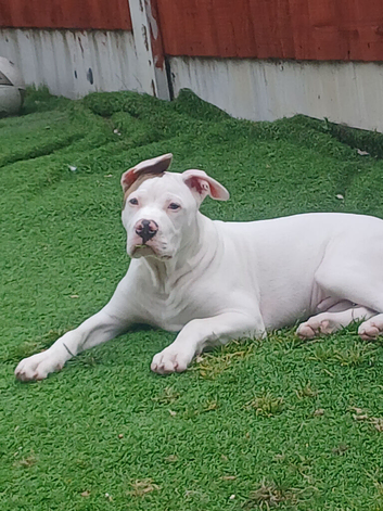 American bulldog puppy