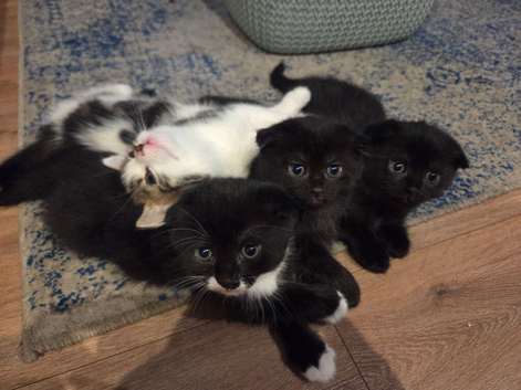 3 Female kittens,