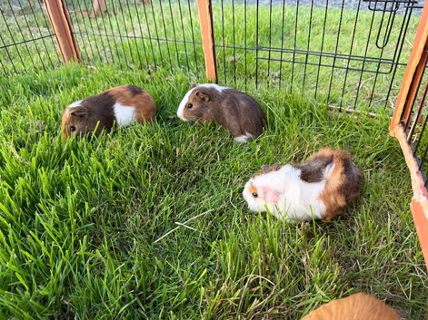 Guinea pig - 3 males